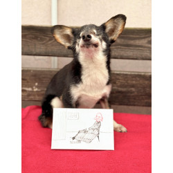 Oblaz stalej matki altysty