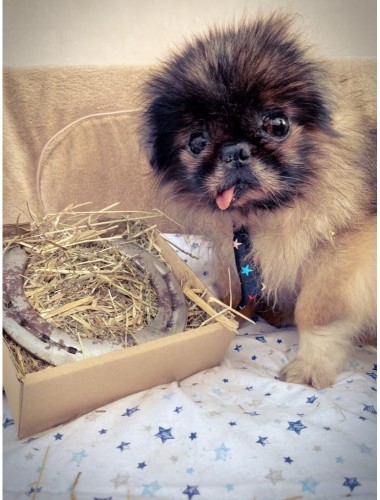 Podkowa na szczęście