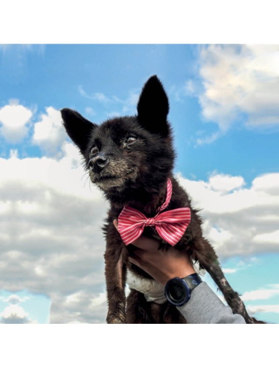 Gizmo