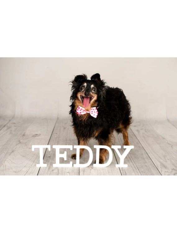 Teddy