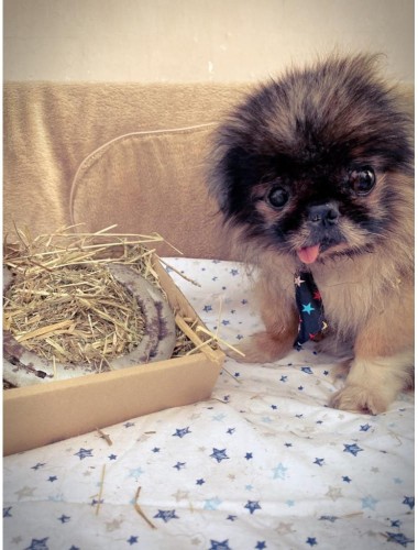 Podkowa na szczęście